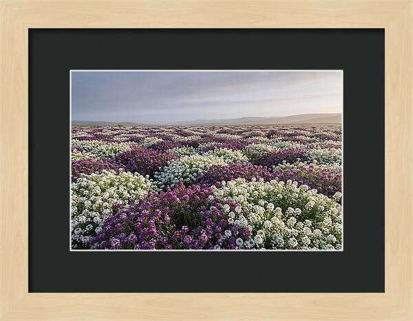 Sweet Alyssum Carpet