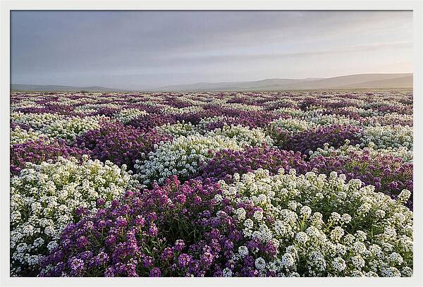 Sweet Alyssum Carpet