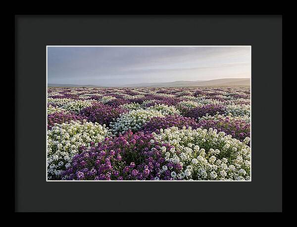 Sweet Alyssum Carpet