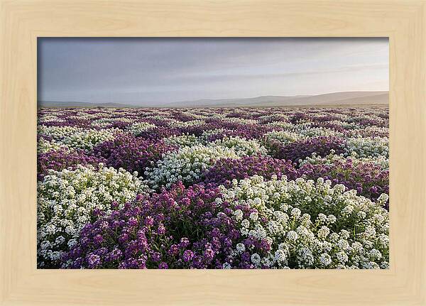 Sweet Alyssum Carpet
