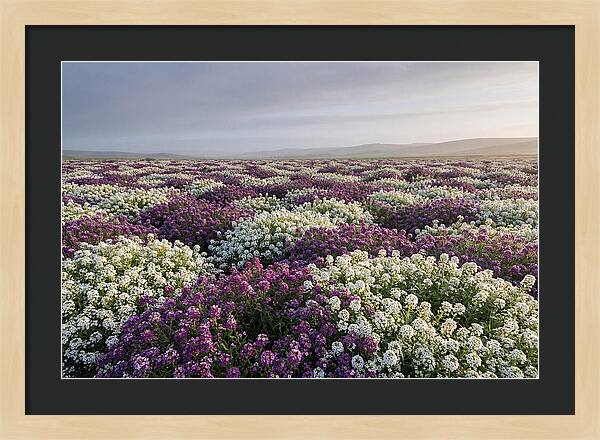 Sweet Alyssum Carpet