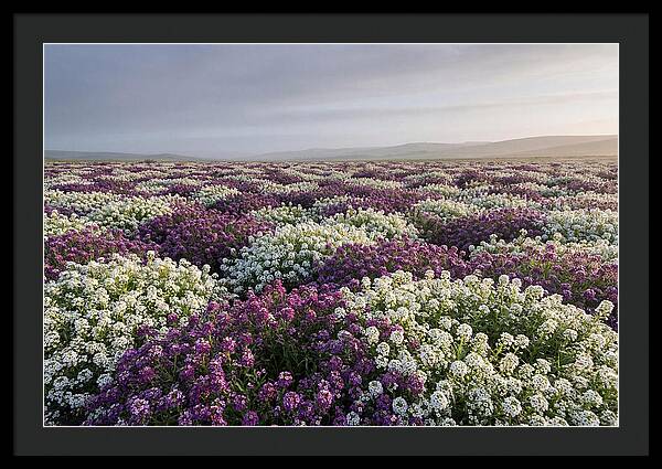 Sweet Alyssum Carpet