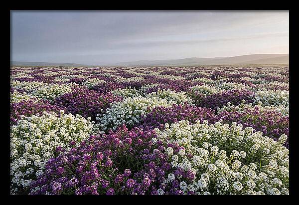 Sweet Alyssum Carpet