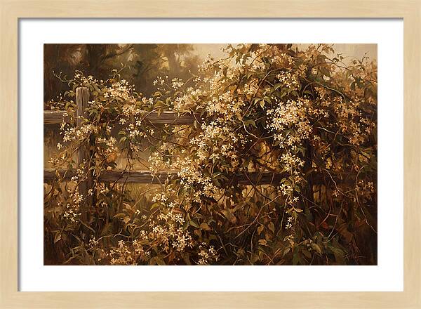Sweet Autumn Clematis Over Fence