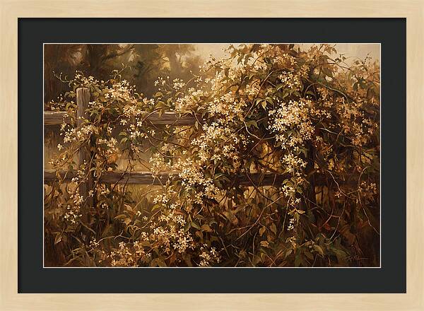 Sweet Autumn Clematis Over Fence