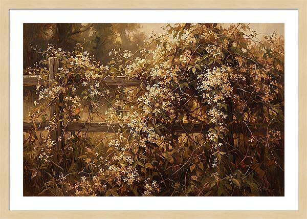 Sweet Autumn Clematis Over Fence