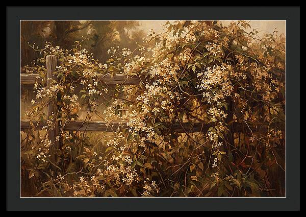 Sweet Autumn Clematis Over Fence