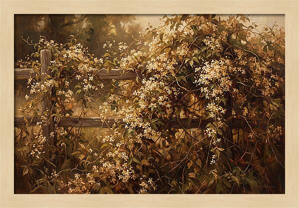 Sweet Autumn Clematis Over Fence
