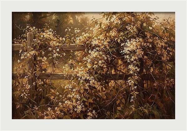 Sweet Autumn Clematis Over Fence