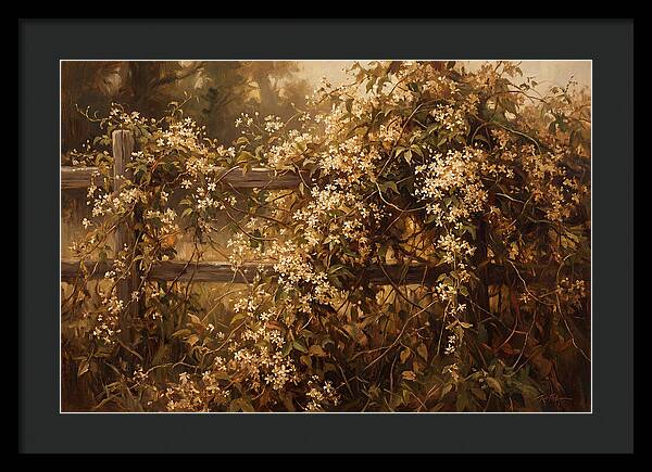 Sweet Autumn Clematis Over Fence