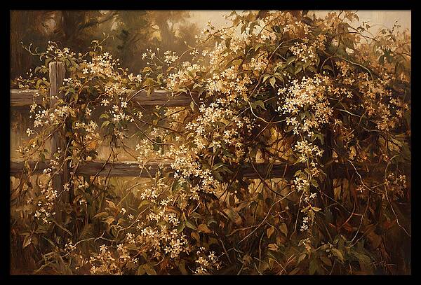 Sweet Autumn Clematis Over Fence
