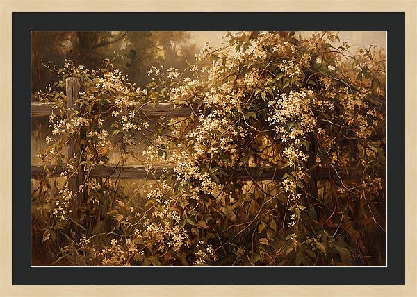 Sweet Autumn Clematis Over Fence