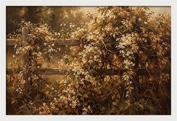 Sweet Autumn Clematis Over Fence