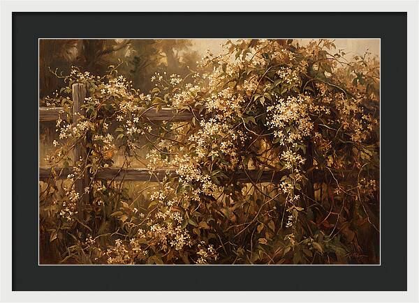 Sweet Autumn Clematis Over Fence