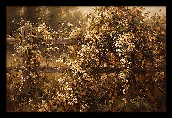 Sweet Autumn Clematis Over Fence