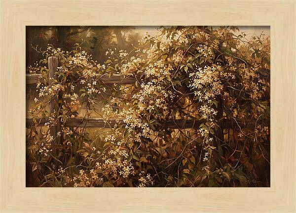 Sweet Autumn Clematis Over Fence