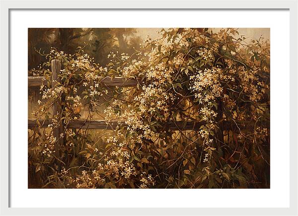 Sweet Autumn Clematis Over Fence