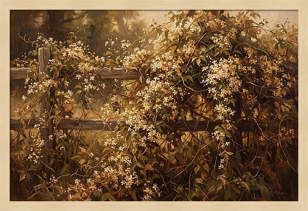 Sweet Autumn Clematis Over Fence