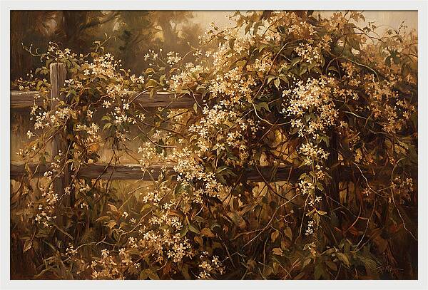 Sweet Autumn Clematis Over Fence