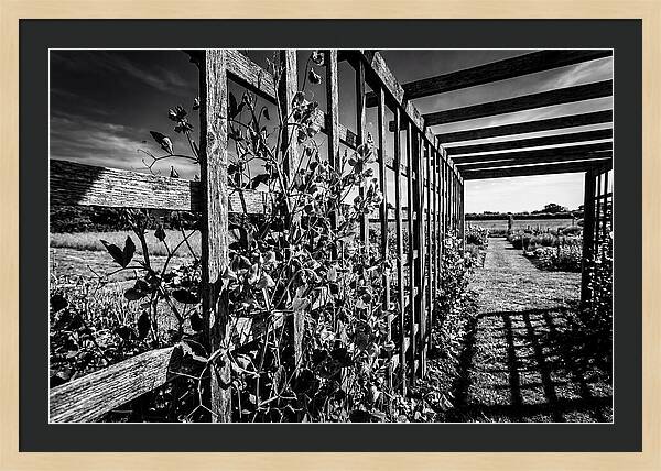 Sweet Pea Climbing Garden Trellis