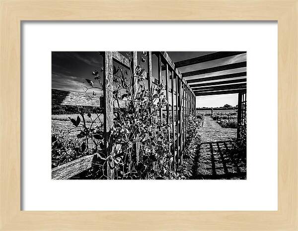 Sweet Pea Climbing Garden Trellis