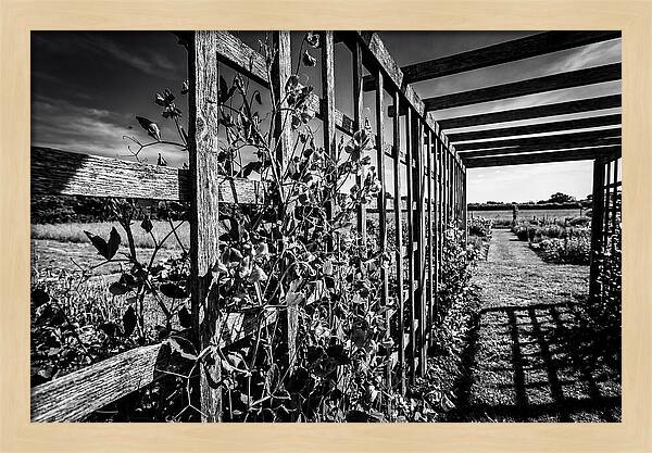Sweet Pea Climbing Garden Trellis