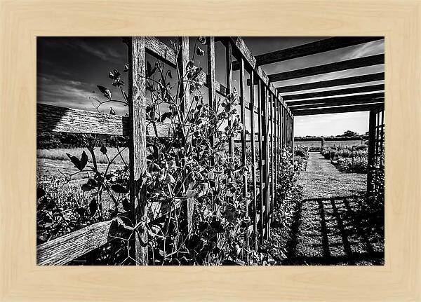 Sweet Pea Climbing Garden Trellis