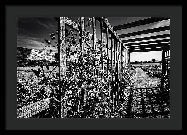 Sweet Pea Climbing Garden Trellis
