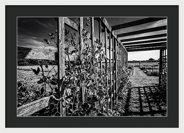Sweet Pea Climbing Garden Trellis