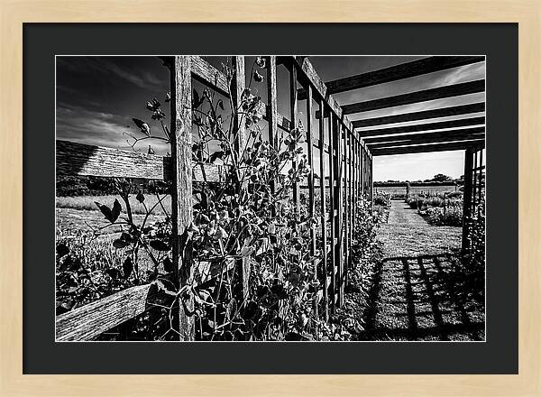 Sweet Pea Climbing Garden Trellis