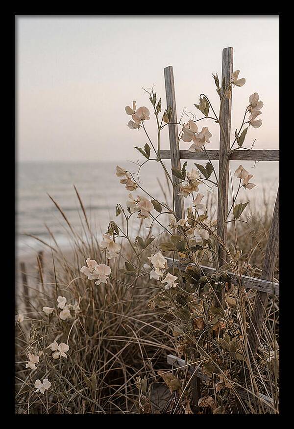 Sweet Pea Climbing Vine