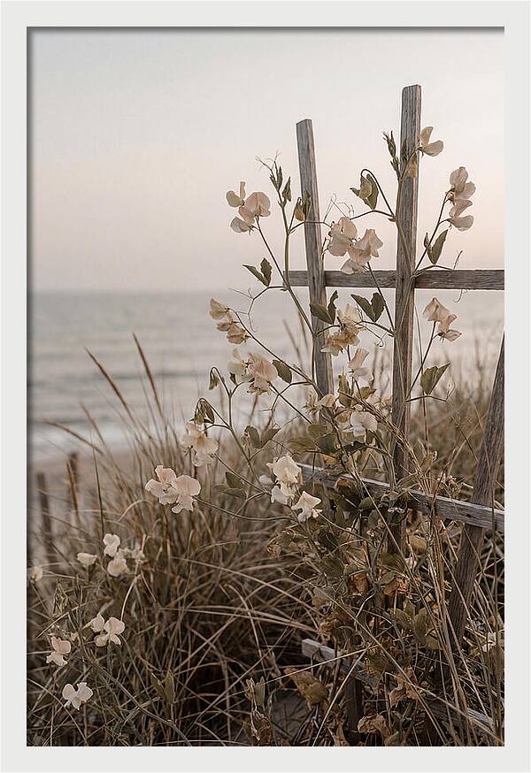 Sweet Pea Climbing Vine