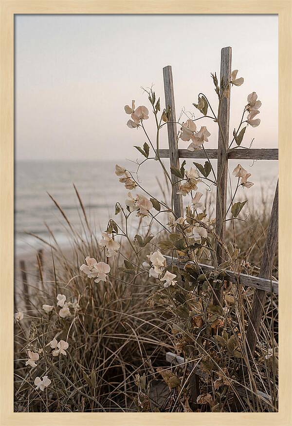 Sweet Pea Climbing Vine
