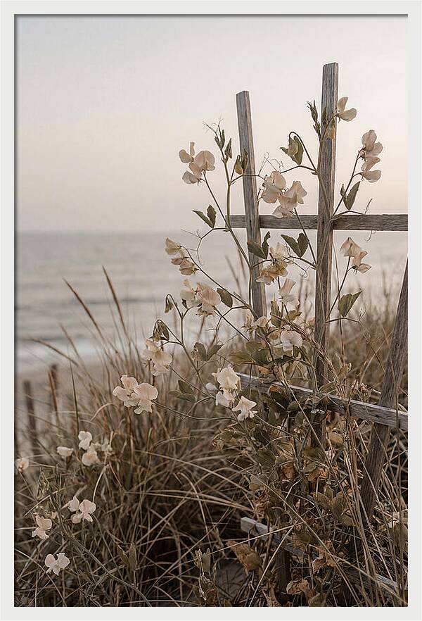 Sweet Pea Climbing Vine