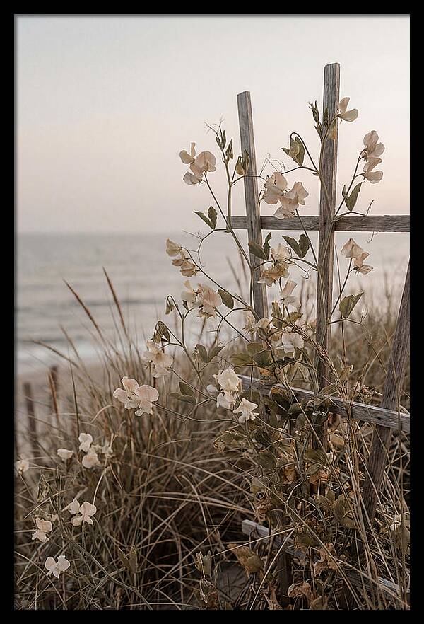Sweet Pea Climbing Vine
