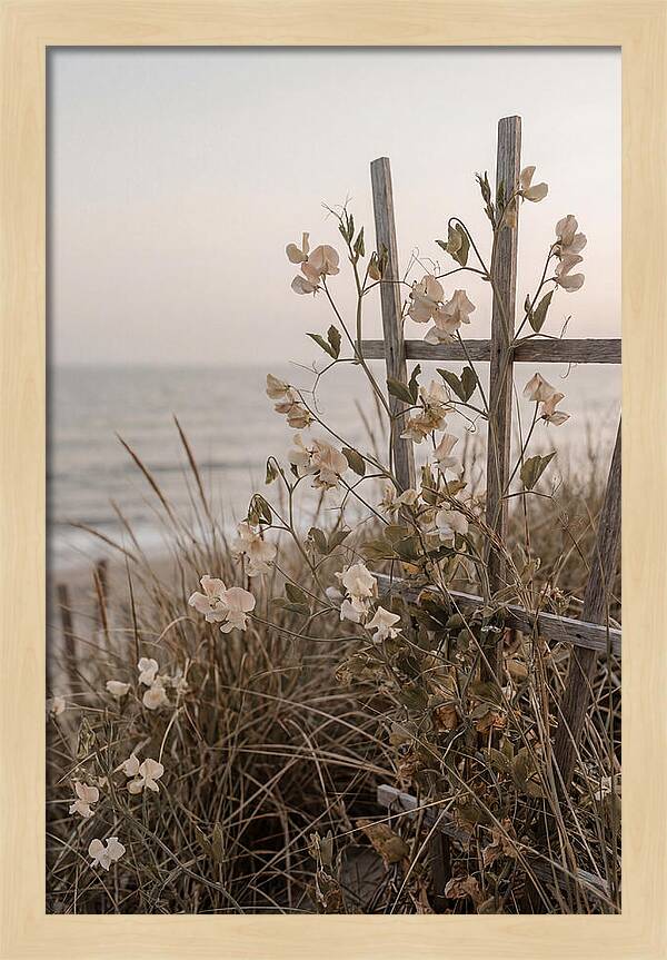 Sweet Pea Climbing Vine