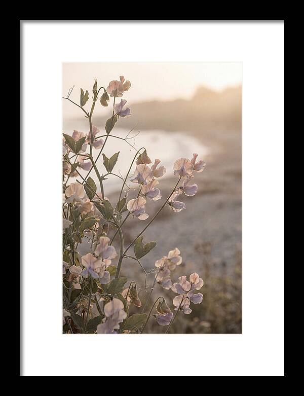 Sweet Pea Vine Serenity