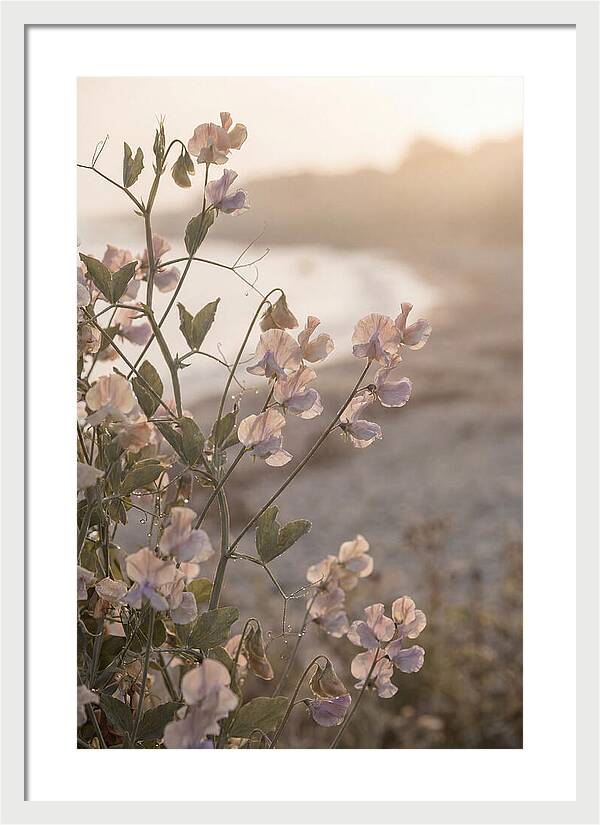 Sweet Pea Vine Serenity