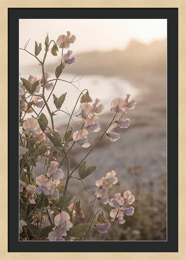 Sweet Pea Vine Serenity