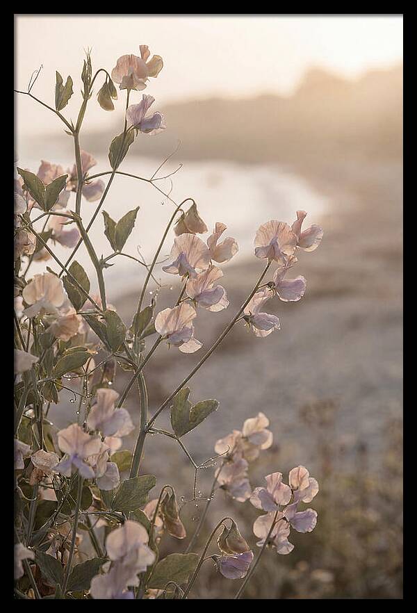 Sweet Pea Vine Serenity
