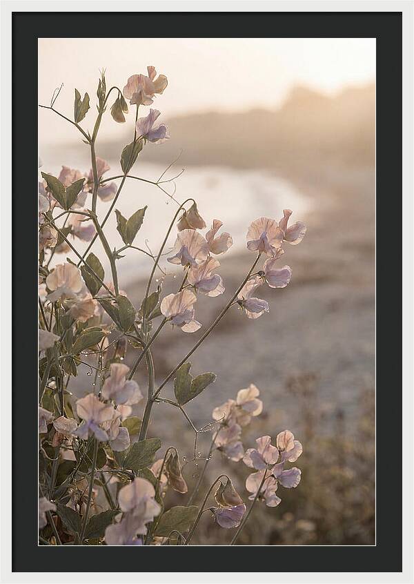 Sweet Pea Vine Serenity