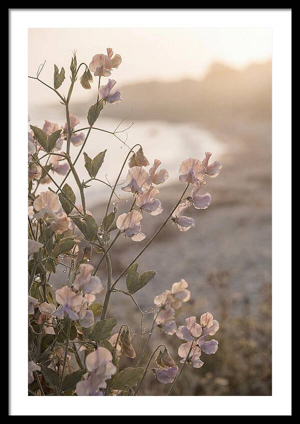 Sweet Pea Vine Serenity