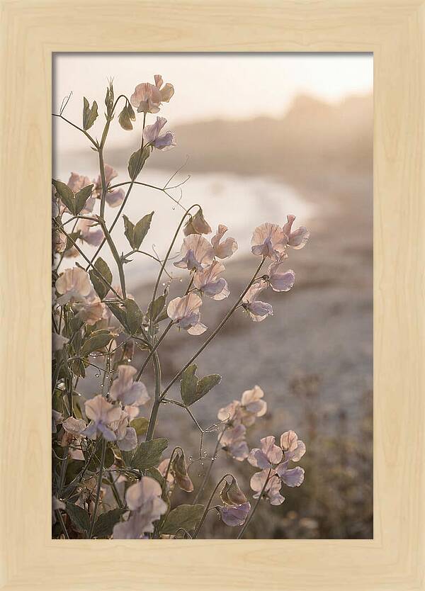Sweet Pea Vine Serenity
