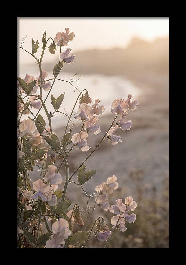 Sweet Pea Vine Serenity