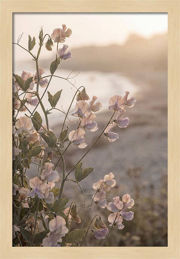 Sweet Pea Vine Serenity