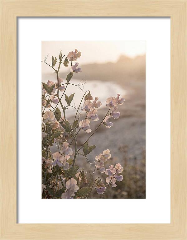 Sweet Pea Vine Serenity