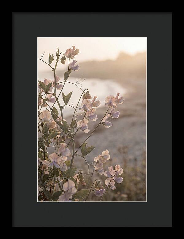 Sweet Pea Vine Serenity