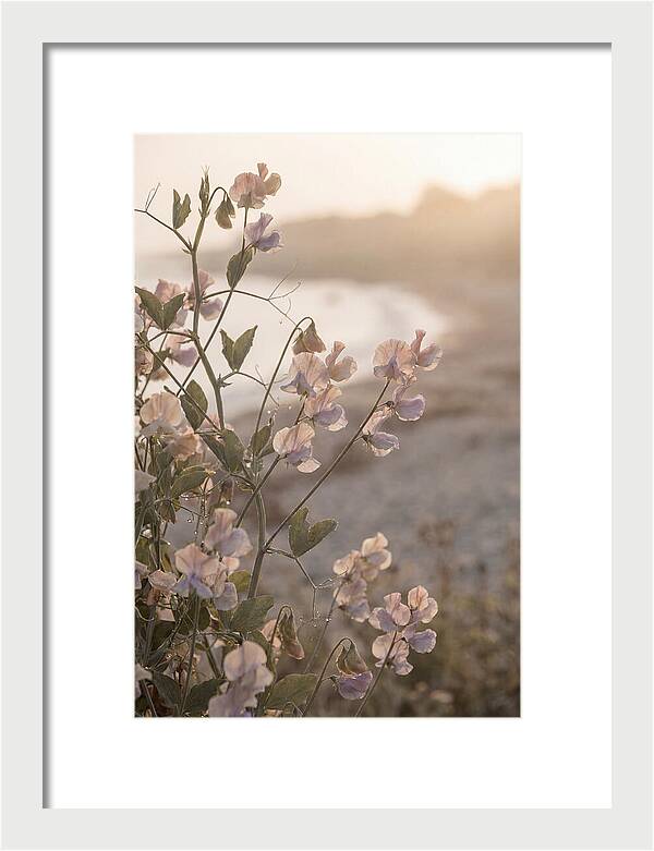 Sweet Pea Vine Serenity