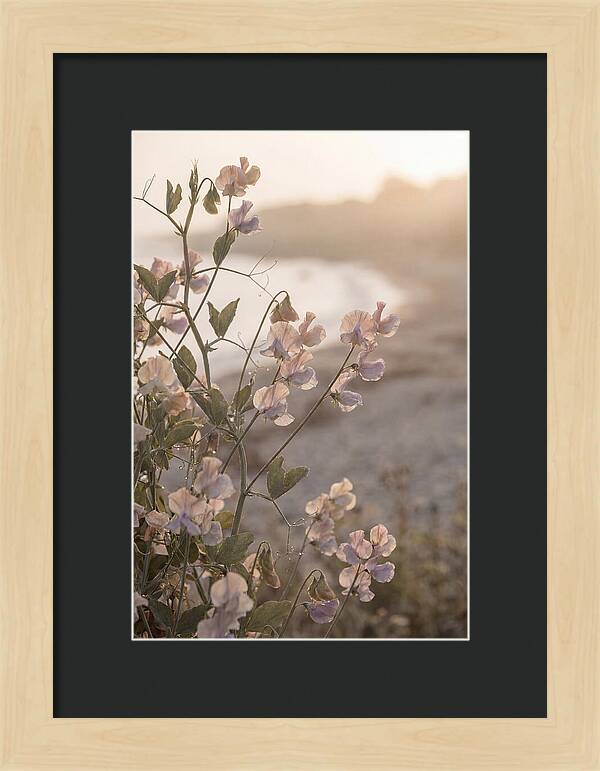 Sweet Pea Vine Serenity