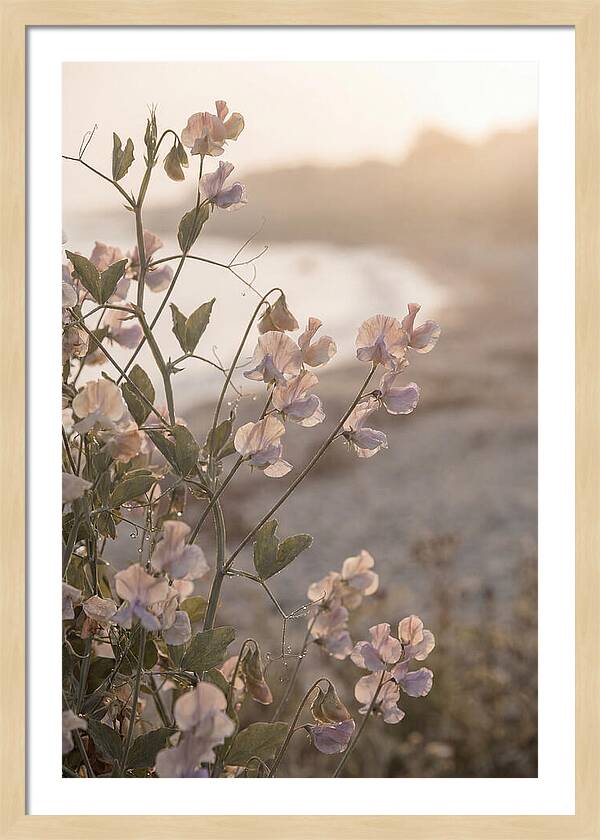 Sweet Pea Vine Serenity